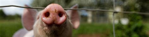 why are pigs similar to humans
